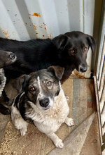 MANOU, Hund, Mischlingshund in Trier - Bild 4