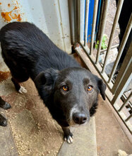MANOU, Hund, Mischlingshund in Trier - Bild 5
