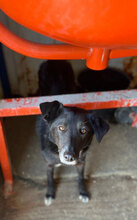 MANOU, Hund, Mischlingshund in Trier - Bild 6