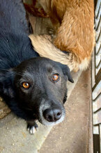 MANOU, Hund, Mischlingshund in Trier - Bild 7