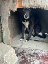 MANOU, Hund, Mischlingshund in Trier - Bild 8
