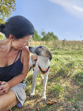 CHICO, Hund, Mischlingshund in Rumänien - Bild 1