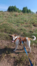 CHICO, Hund, Mischlingshund in Rumänien - Bild 3