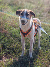 CHICO, Hund, Mischlingshund in Rumänien - Bild 4