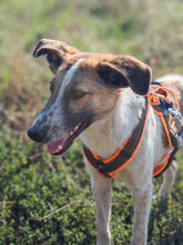 CHICO, Hund, Mischlingshund in Rumänien - Bild 5