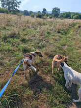 CHICO, Hund, Mischlingshund in Rumänien - Bild 6