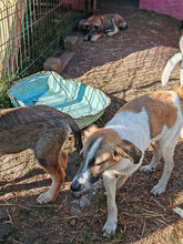CHICO, Hund, Mischlingshund in Rumänien - Bild 7