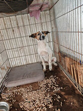 CHICO, Hund, Mischlingshund in Rumänien - Bild 8