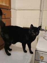 LALI, Katze, Europäisch Kurzhaar in Rumänien - Bild 2