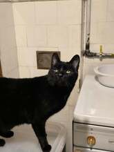 LALI, Katze, Europäisch Kurzhaar in Rumänien - Bild 3