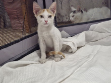 JULY, Katze, Europäisch Kurzhaar in Bulgarien
