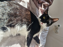 JULY, Katze, Europäisch Kurzhaar in Bulgarien - Bild 8