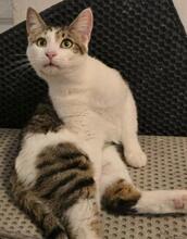 ULKA, Katze, Europäisch Kurzhaar in Rumänien