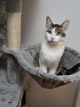 ULKA, Katze, Europäisch Kurzhaar in Berlin - Bild 3