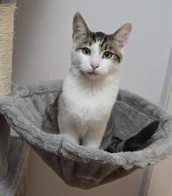 ULKA, Katze, Europäisch Kurzhaar in Berlin - Bild 4