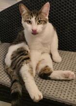 ULKA, Katze, Europäisch Kurzhaar in Berlin - Bild 5