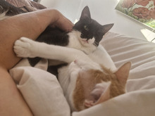 BISCUIT, Katze, Europäisch Kurzhaar in Bulgarien