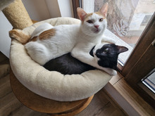 BISCUIT, Katze, Europäisch Kurzhaar in Bulgarien - Bild 10
