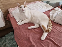 BISCUIT, Katze, Europäisch Kurzhaar in Bulgarien - Bild 11