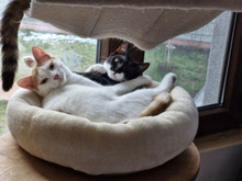 BISCUIT, Katze, Europäisch Kurzhaar in Bulgarien - Bild 12