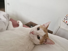 BISCUIT, Katze, Europäisch Kurzhaar in Bulgarien - Bild 13