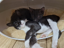 BISCUIT, Katze, Europäisch Kurzhaar in Bulgarien - Bild 14