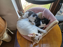 BISCUIT, Katze, Europäisch Kurzhaar in Bulgarien - Bild 15