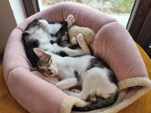 BISCUIT, Katze, Europäisch Kurzhaar in Bulgarien - Bild 16