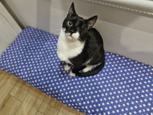 BISCUIT, Katze, Europäisch Kurzhaar in Bulgarien - Bild 17