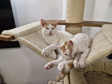 BISCUIT, Katze, Europäisch Kurzhaar in Bulgarien - Bild 18