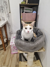 BISCUIT, Katze, Europäisch Kurzhaar in Bulgarien - Bild 19
