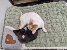 BISCUIT, Katze, Europäisch Kurzhaar in Bulgarien - Bild 2
