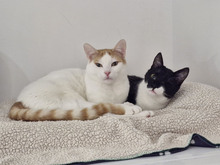 BISCUIT, Katze, Europäisch Kurzhaar in Bulgarien - Bild 20