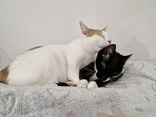 BISCUIT, Katze, Europäisch Kurzhaar in Bulgarien - Bild 22