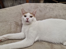 BISCUIT, Katze, Europäisch Kurzhaar in Bulgarien - Bild 23