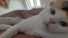 BISCUIT, Katze, Europäisch Kurzhaar in Bulgarien - Bild 24