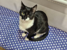 BISCUIT, Katze, Europäisch Kurzhaar in Bulgarien - Bild 25