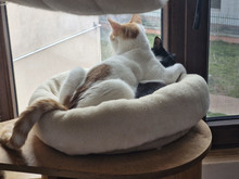 BISCUIT, Katze, Europäisch Kurzhaar in Bulgarien - Bild 26