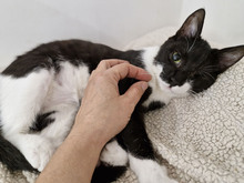 BISCUIT, Katze, Europäisch Kurzhaar in Bulgarien - Bild 27