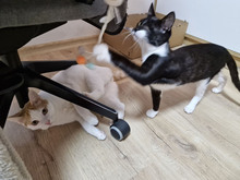 BISCUIT, Katze, Europäisch Kurzhaar in Bulgarien - Bild 28