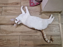 BISCUIT, Katze, Europäisch Kurzhaar in Bulgarien - Bild 29