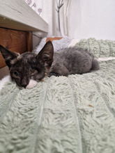 BISCUIT, Katze, Europäisch Kurzhaar in Bulgarien - Bild 3