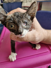 BISCUIT, Katze, Europäisch Kurzhaar in Bulgarien - Bild 5