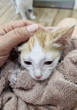 BISCUIT, Katze, Europäisch Kurzhaar in Bulgarien - Bild 7