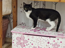 BISCUIT, Katze, Europäisch Kurzhaar in Bulgarien - Bild 8