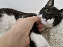 BISCUIT, Katze, Europäisch Kurzhaar in Bulgarien - Bild 9