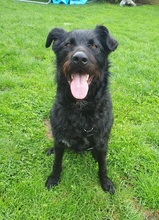 JAMI, Hund, Mischlingshund in Berlin