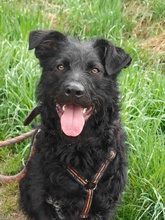 JAMI, Hund, Mischlingshund in Berlin