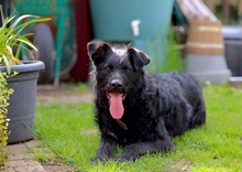 JAMI, Hund, Mischlingshund in Berlin - Bild 2