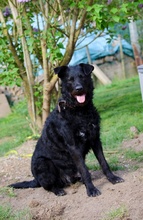 JAMI, Hund, Mischlingshund in Berlin - Bild 3